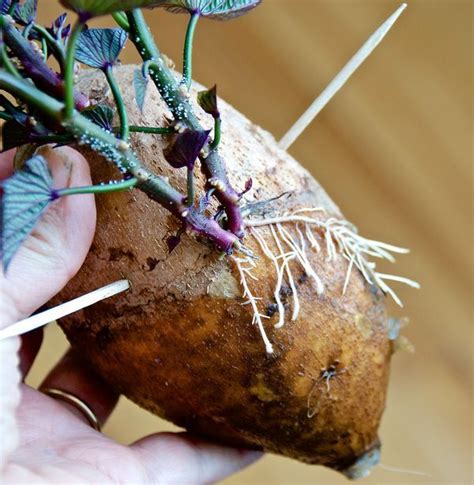 Grow A Cool Houseplant Or Edible Sweet Potatoes In Containers Sweet Potato Slips Sweet Potato