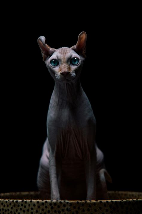A Blue Eyed Sphynx Cat · Free Stock Photo