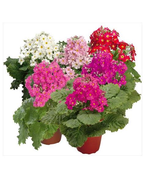 Primula F 1 Malacoides Prima Mix Sunny View Seeds Buy Seeds Bulbs