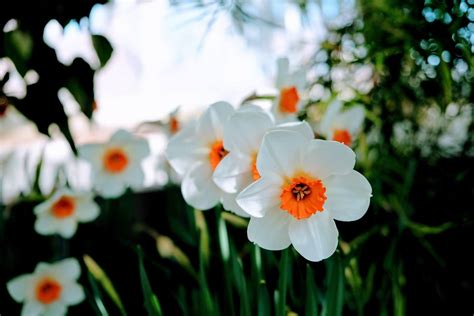 Ultimate Guide To The Narcissus Flower Meaning And Symbolism Petal Republic