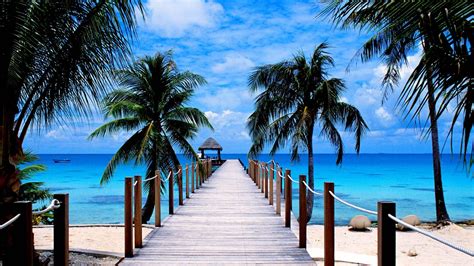 Summer Google Search Beach Wallpaper Palm Trees Beach Paradise