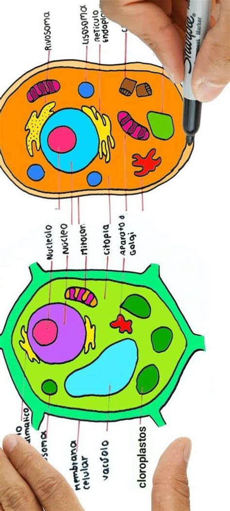 Celula Vegetal Y Animal Facil De Dibujar Brainlylat