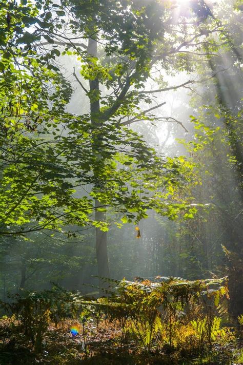 Early Morning In The Forest Mist And Sunbeams Shine Beautifully