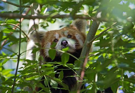 Red Panda Ailurus Fulgens Paignton Zoo Devon Sept 2 Flickr
