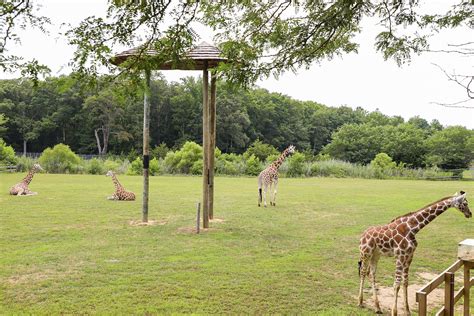 A Trip To The Cape May County Park And Zoo High Tide