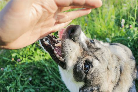 What To Do After A Dog Bite Accident Personal Injury Lawyer