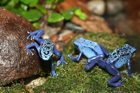 5 Best Pet Frogs for Beginners - ClubFauna