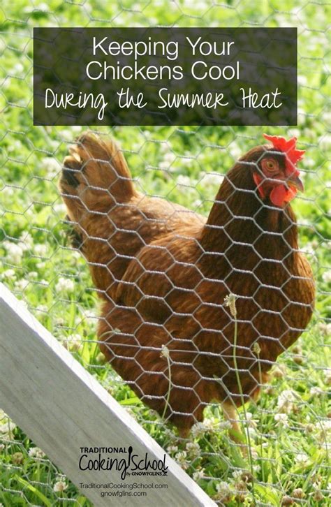 How To Keep Chickens Cool In Hot Weather Chickens Raising Chickens