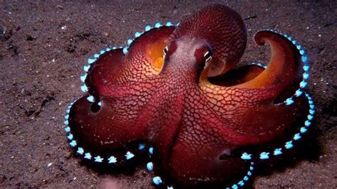 5 Unexpectedly Beautiful Sea Creatures Youtube
