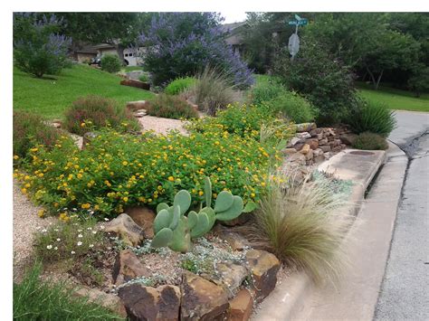 Native Plants In Austin Texas Landscaping Xeriscape Lawn And Landscape