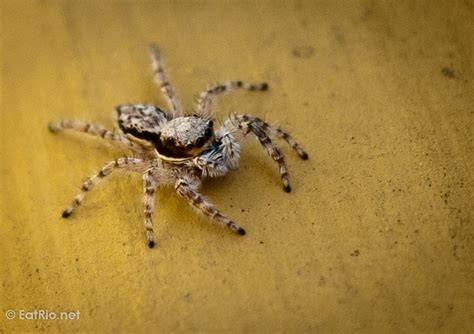 Photo Post Brazilian Jumping Spider