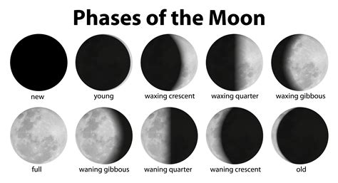 moon phases png