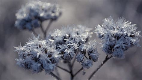 Hd Wallpaper Flowers Snow Ice Cold Winter Frozen Weather
