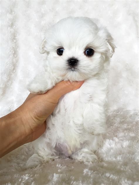 Micro Teacup Maltese Puppy Xxs Perfect Billy