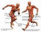 Main Core Muscles