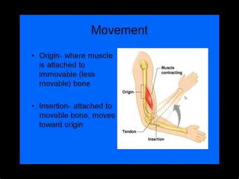 Chapter 6 Muscles part B recorded lecture - YouTube
