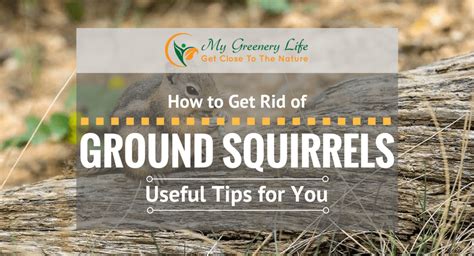 How To Get Rid Of Ground Squirrels My Greenery Life
