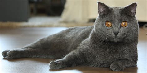 Chartreux Cat Breed History And Some Interesting Facts