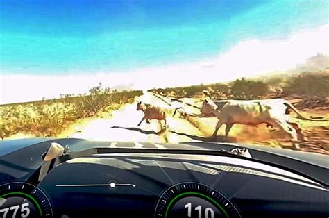 Trophy Truck Hits Cow At 112 Mph Video