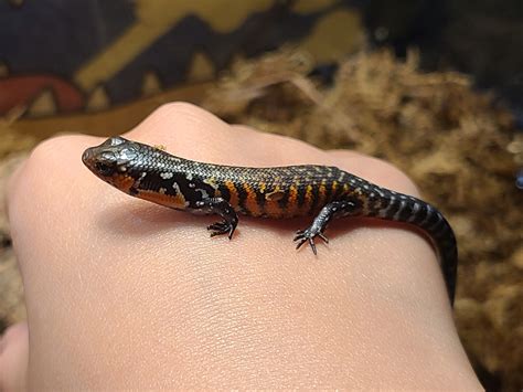 Fire Skinks Babies 5 Available By Hissy Hogs And Skinks Morphmarket