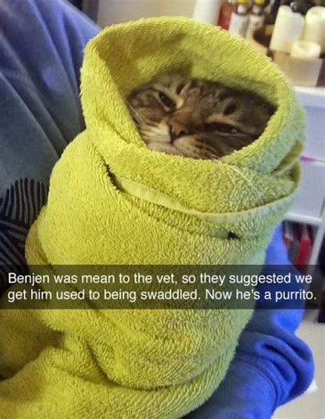 Wholesome Cat Snapchats For Your Aww Pleasure Funny Animal Jokes