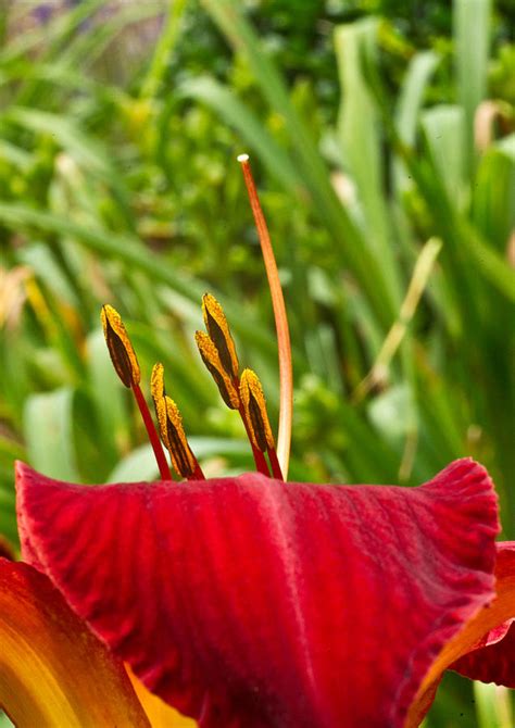 Peeping Over The Lily Photograph By Douglas Barnett Fine Art America