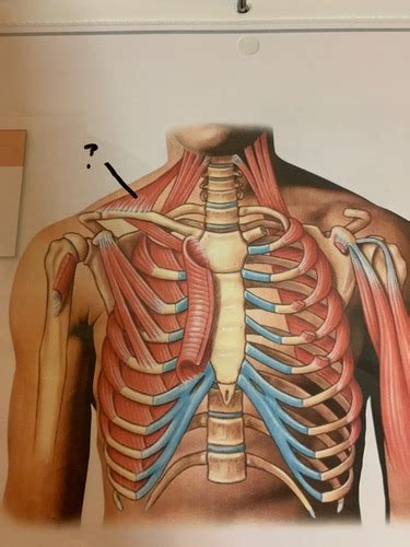 Anterior View Muscles That Position Pectoral Girdle Flashcards Quizlet