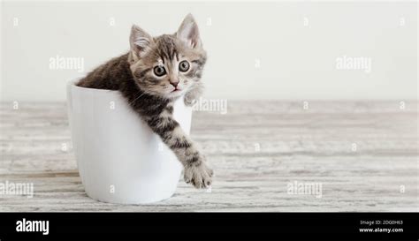 Gray Tabby Kitten Sitting In White Flower Pot Portrait Of Adorable