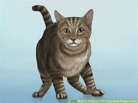 Have the cat seen by a veterinarian. How to Diagnose and Treat Aural Polyps in Cats: 11 Steps