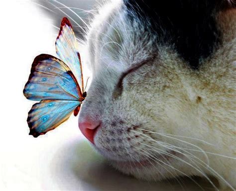 Kitties And Butterflies What Are You Kittens Whiskers Silly Cats