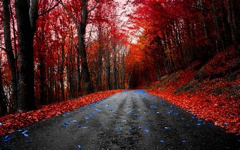 Red Forest Hd Background Wallpaper 25829 Baltana
