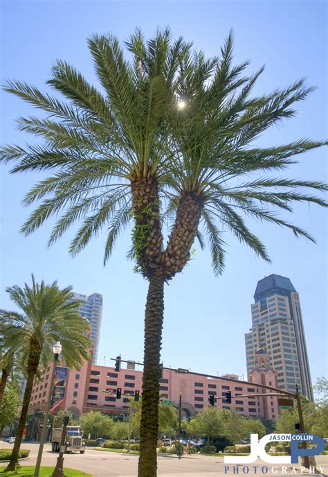 Double Headed Date Palm Tree Of St Petersburg Florida — Jason Collin