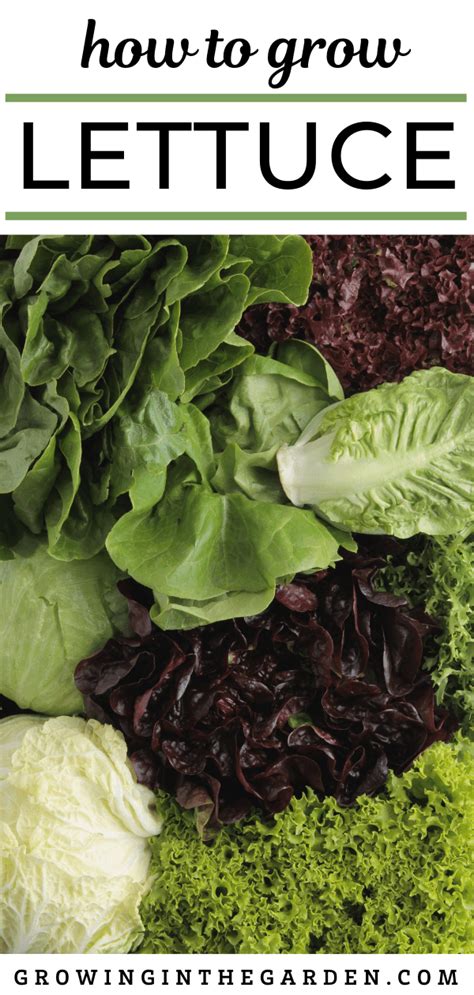 How To Grow Lettuce 6 Tips For Growing Lettuce Growing In The Garden
