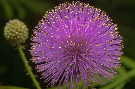 Whimsical meets lodge with this enchanting antler 33' l x 20.4 w wallpaper roll. Photo 1227-17: Pink powderpuff flower (Mimosa strigillosa ...