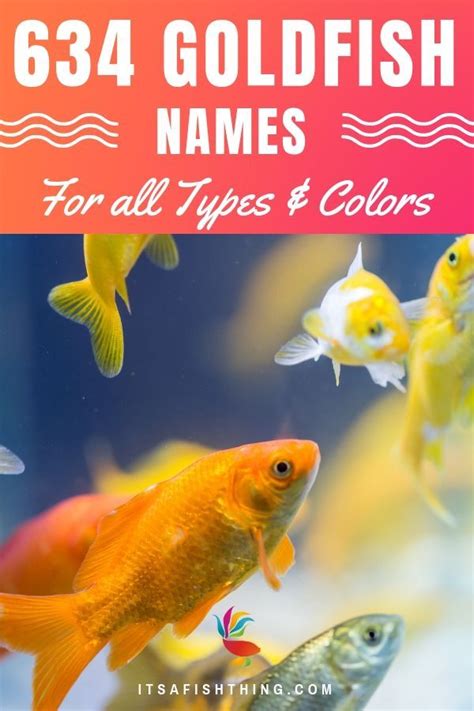 150 Goldfish Names Ideas For Unique Cute And Funny Fish Hepper