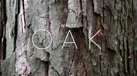 Adkins Arboretum Field Guide—white Oak Youtube
