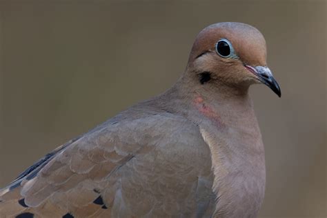 Amazing Facts About Mourning Doves A Birds Delight