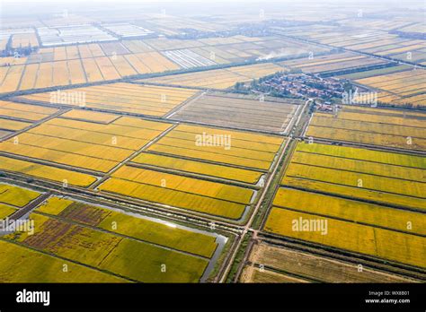 Aerial View Of Paddy Field Hi Res Stock Photography And Images Alamy