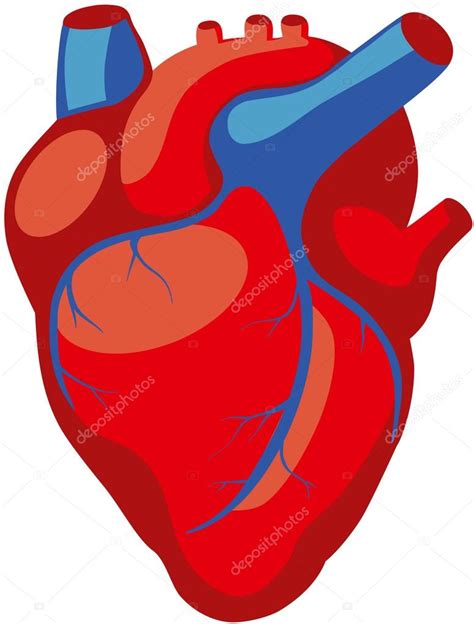 Human Heart Anatomy — Stock Vector © Asvitt 106828946