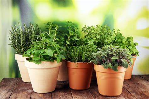Herbs That You Can Grow Indoors Kids Do Gardening