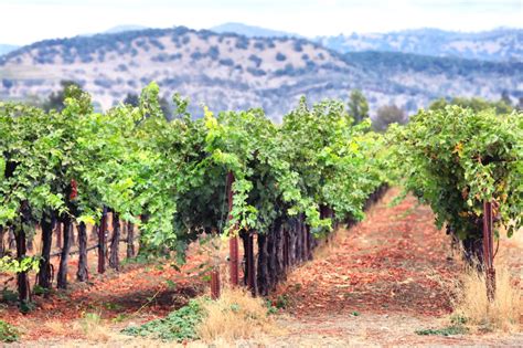 Best California Wine Regions To Visit Savored Journeys