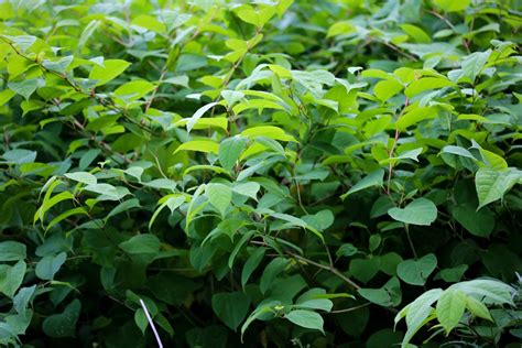 Japanese Knotweed Removal Where To Start Homebuilding
