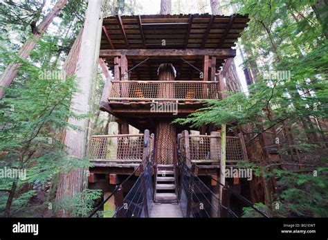 A Tree House In Capilano Suspension Bridge And Park Vancouver British