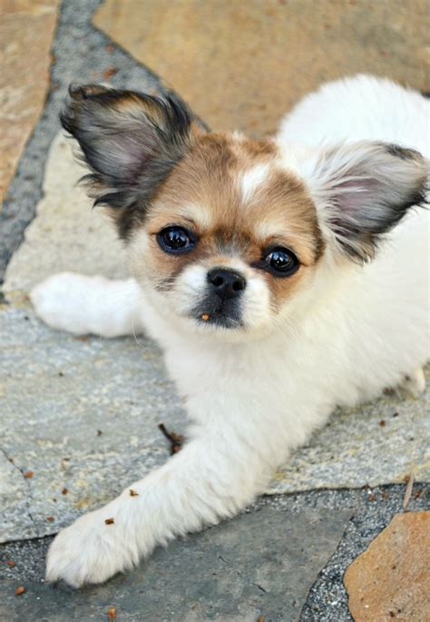 The Best Shih Tzu Chihuahua Mix Puppies For Sale Ideas Chimp Wiring