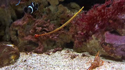 Yellow Banded Pipefish Zoochat