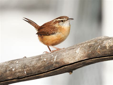 Seeing A Carolina Wren Puts A Smile On Your Face Intobirds