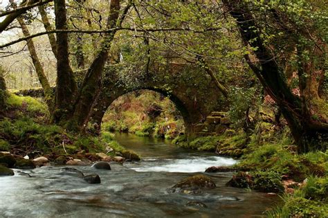 Free Picture Water Nature Wood Leaf River Stream Landscape Tree