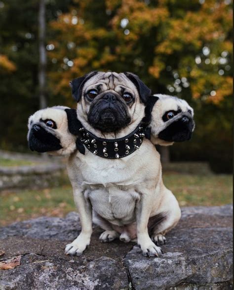 Reddit The Front Page Of The Internet Pugs Funny Funny Pug Pictures
