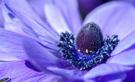 Color Macro Photography Of Purple Petaled Flower Blue Image Free