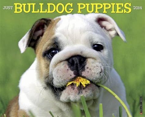 So please watch the complete video and do like. Bulldog Dog Price In India